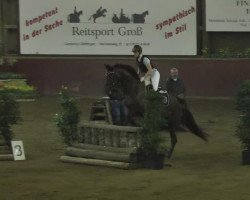 Springpferd Dublin 206 (Württemberger, 2008, von Diamond Star 3)