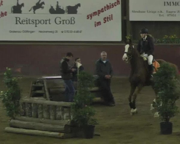 jumper Denver 209 (Oldenburg, 2004, from De Niro)