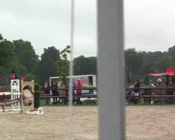 jumper Capone 29 (Zangersheide riding horse, 2002, from Canabis Z)