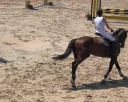 jumper Letvian (Latvian Warmblood, 2009)