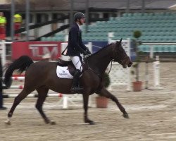horse Cala Laetita (Holsteiner, 2008)