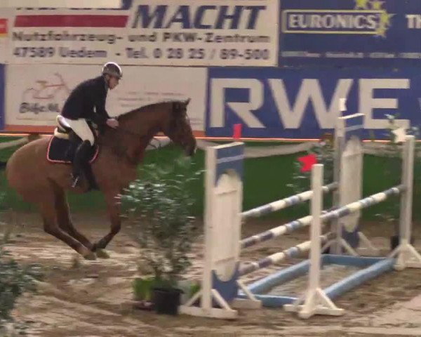 Koń skokowy Ladal (Westfalczyk, 2008, od Lauries Crusador xx)