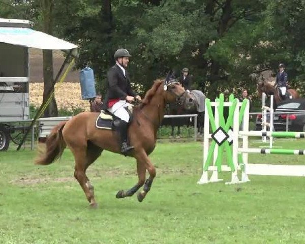 jumper Diamond's Dancer 2 (Württemberger, 2008, from Diamond Star 3) jumper Diamond's Dancer 2 (Württemberger, 2008, from Diamond Star 3)