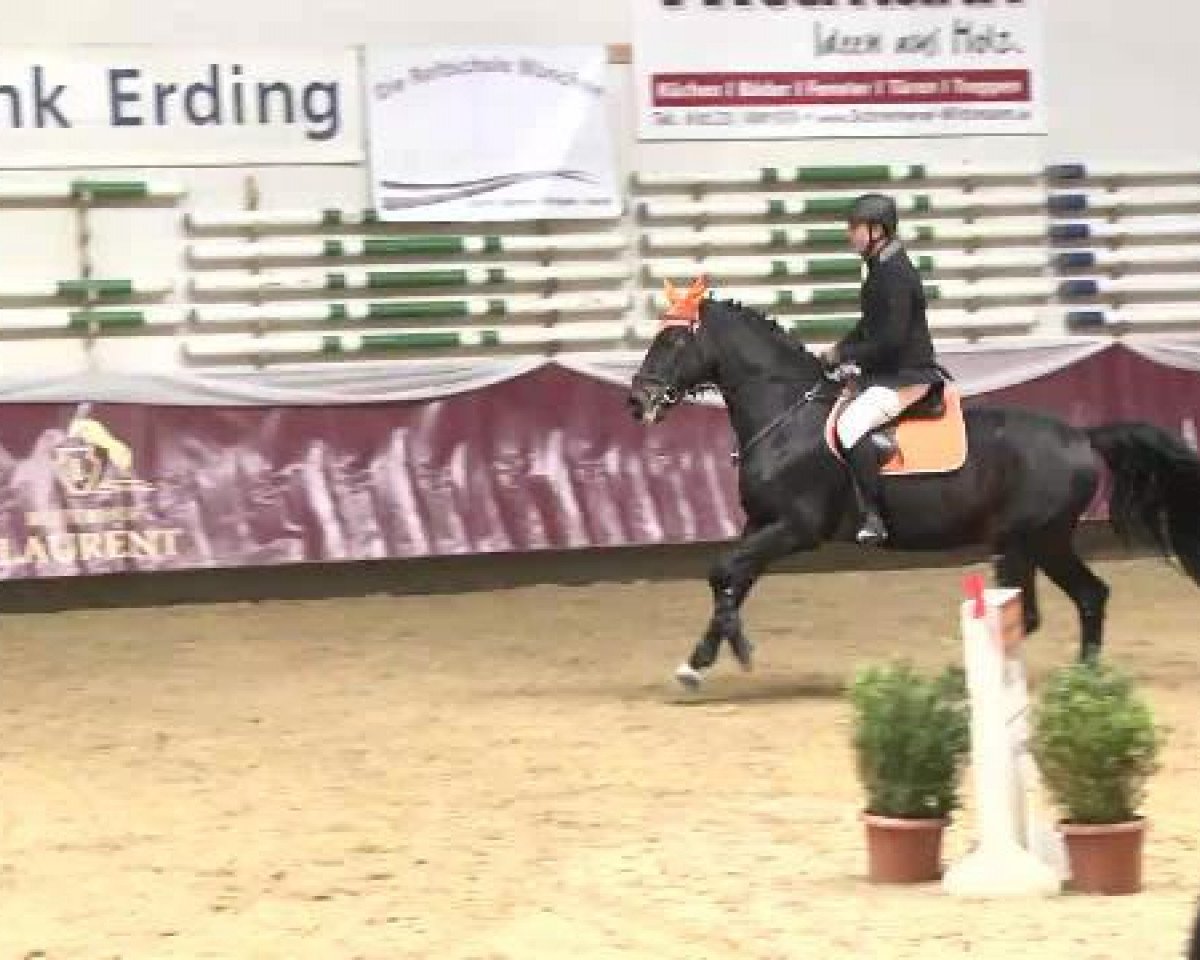 jumper Cash B (Austrian Warmblood, 2005)
