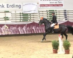 jumper Cash B (Austrian Warmblood, 2005)