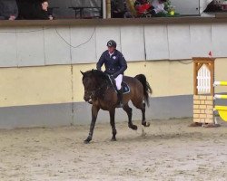 jumper Artiste de L'Abbaye D'Aulne (Belgium Sporthorse, 2006, from Conquest van de Helle)