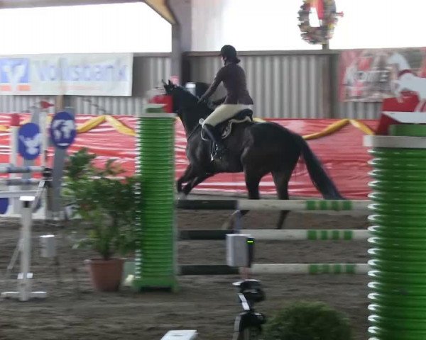 Springpferd Hector Barbossa (Hannoveraner, 2006, von Heraldik xx)