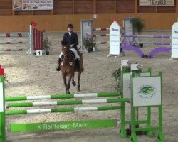Springpferd Alonso (KWPN (Niederländisches Warmblut), 2005, von Quattro B)