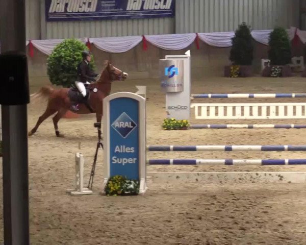 dressage horse Pius Sg (German Riding Pony, 2008, from Pilatus)