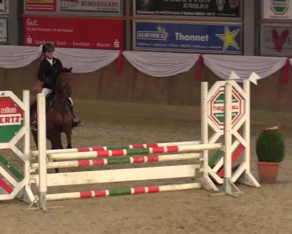 jumper Mia 123 (German Riding Pony, 2002, from Mentos)