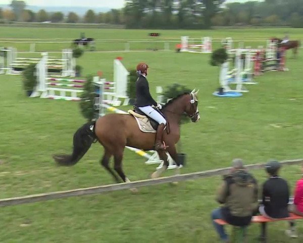 Reitturnier Bad Windsheim/Mfr. 2020