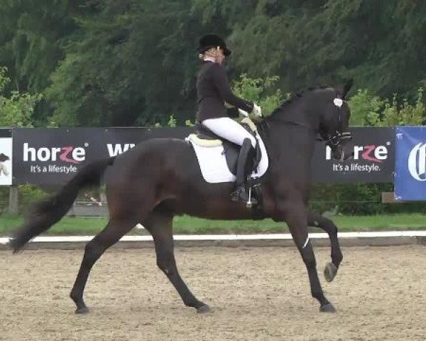 Dressurpferd Prada 29 (Trakehner, 2009, von King Arthur TSF)