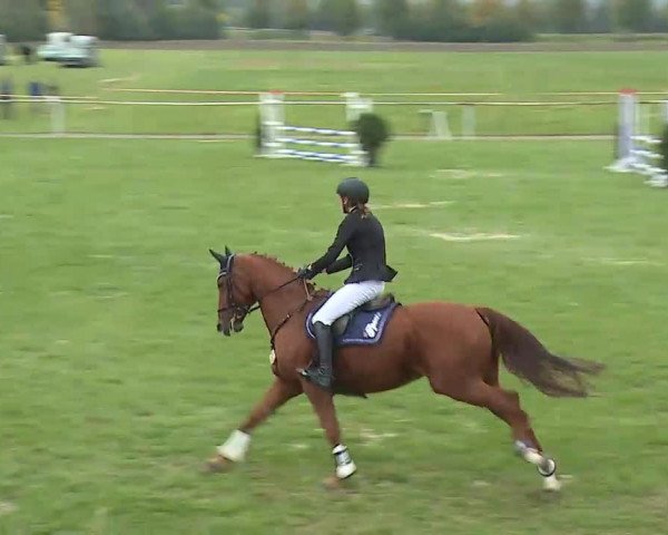 Reitturnier Bad Windsheim/Mfr. 2020