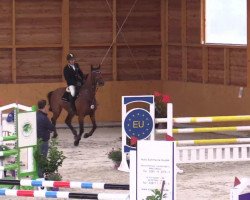 Springpferd Grupo prom Kulkulcan (Belgisches Warmblut, 2007, von Canaye)