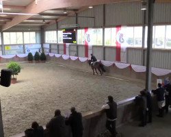 Springpferd Chivas 55 (Rheinländer, 2008, von Contini)