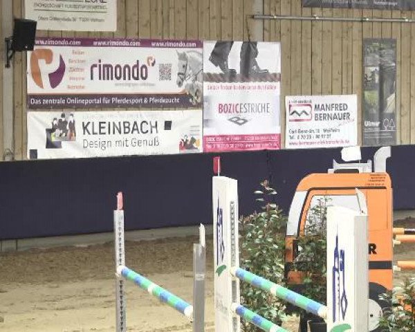 jumper Calandro W (Oldenburg show jumper, 2009, from Calato)