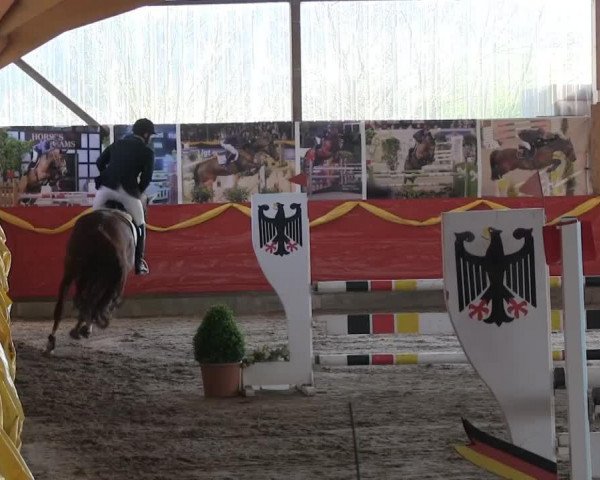 jumper Shangri-La van 't Winkenshof (Belgium Sporthorse, 2002, from Casmir Z)