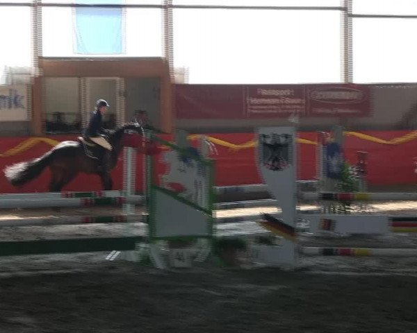 Springpferd Paul 743 (Rheinländer, 2009, von Pay Cash)