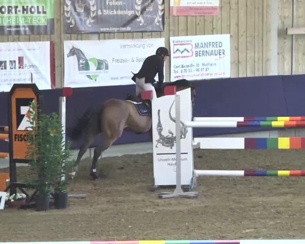 Springpferd Centovalli V. Schl'Hof CH (Schweizer Warmblut, 2006, von Con Spirito R)