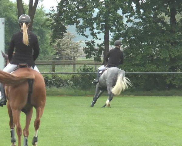 broodmare Apalachicola 2 (Hanoverian, 2009, from Avagon)