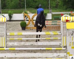 jumper JL's Helaku R (Württemberger, 2010, from Hirtentanz 2)