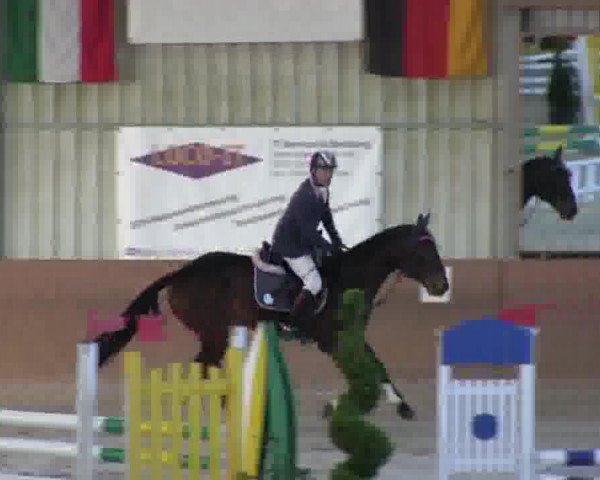Springpferd Sotschi 7 (Rheinländer, 2010, von Satisfaction FRH)