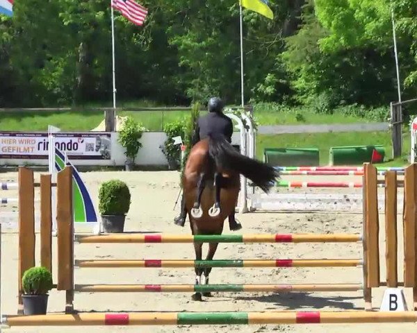 Springpferd Charlotte-Carissima (Rheinländer, 2005, von Contago)