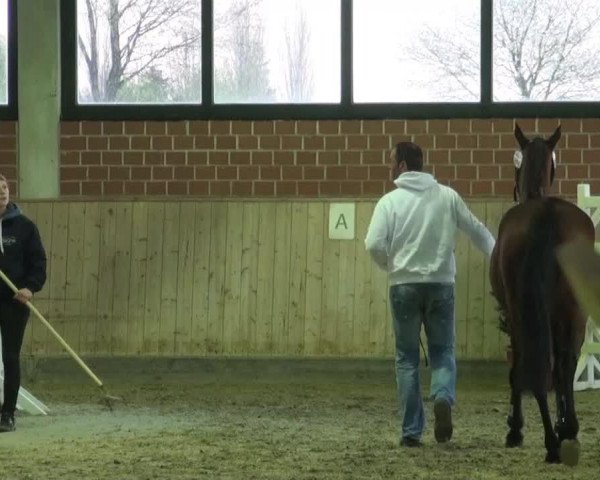 horse Stute von Cassilano (Holsteiner, 2011, from Cassilano)