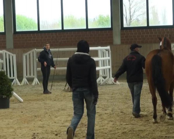 horse Balian (German Riding Pony, 2010, from Batman)