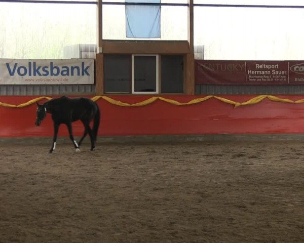 dressage horse Rockstarlet (Rhinelander, 2010, from Rock Forever NRW) dressage horse Rockstarlet (Rhinelander, 2010, from Rock Forever NRW)