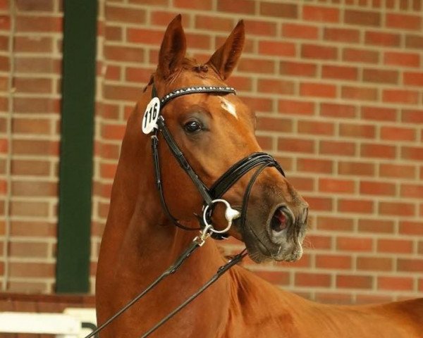 dressage horse Sir Finegold (Oldenburg, 2013, from Sir Fidergold)