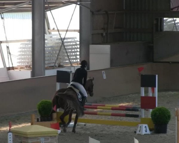 jumper Wiola DM (KWPN (Royal Dutch Sporthorse), 2003, from Wolfgang)