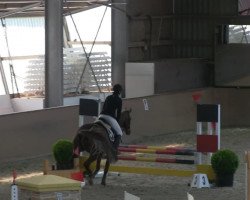 Springpferd Wiola DM (KWPN (Niederländisches Warmblut), 2003, von Wolfgang)