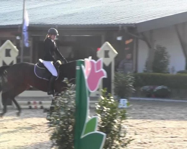 jumper Celeste (Oldenburg, 2009, from Captain Fire)