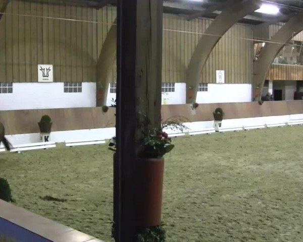dressage horse Dornfelder 16 (Rhinelander, 2007, from Don Bedo I)
