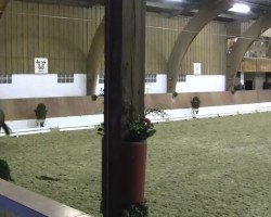dressage horse Dornfelder 16 (Rhinelander, 2007, from Don Bedo I)