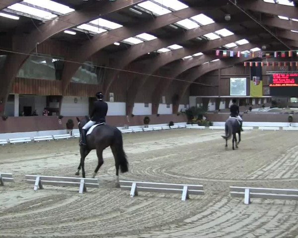 dressage horse C'est ma petite Ratina E (Austrian Warmblood, 2010, from Canto)