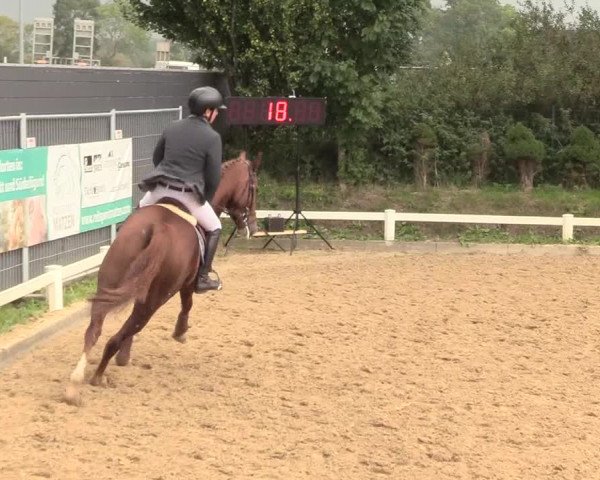 Reitturnier Behrendorf 2020