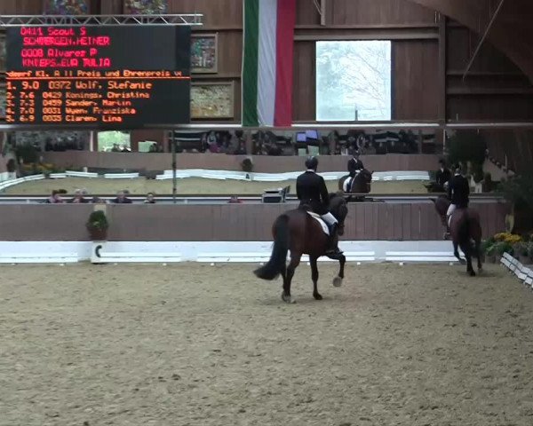 Dressurpferd Alvarez P (Rheinländer, 2009, von Alvarino 2)