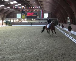 Pferd Hollyfield (Trakehner, 2009)