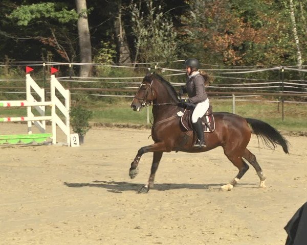 Reitturnier Herxheim 2020