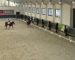 dressage horse Bologna B (Rhinelander, 2008, from Beltoni)