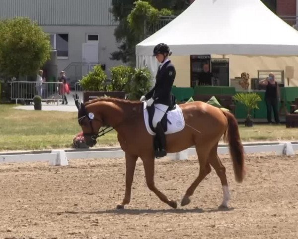 dressage horse Rossini 279 (Hanoverian, 2009, from Royal Blend)