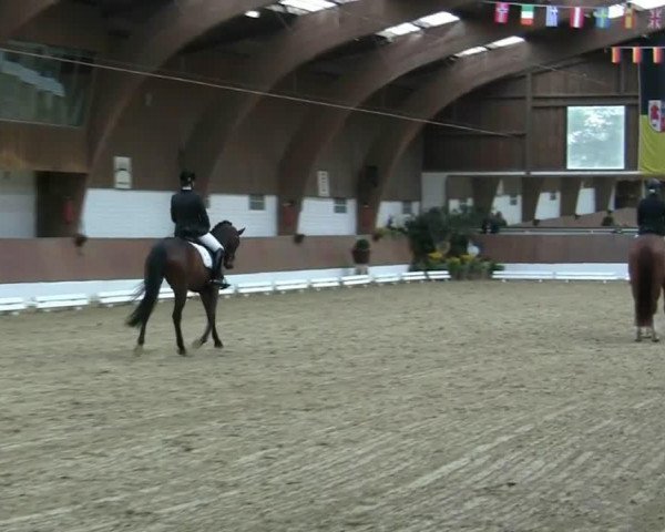 broodmare Baroness K (Rhinelander, 2009, from Belissimo NRW)