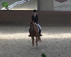 Dressurpferd Never Again 3 (Deutsches Reitpony, 2000, von Thrianta's Norbert)