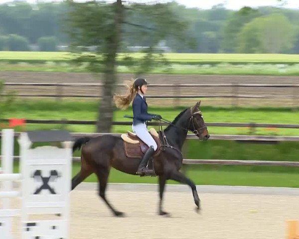 jumper Conzita 3 (Oldenburg, 2009, from Contendro I)