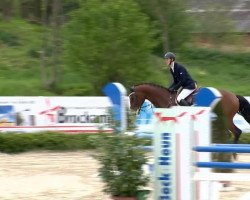 jumper Corlandus 15 (Oldenburg show jumper, 2008, from Corland)