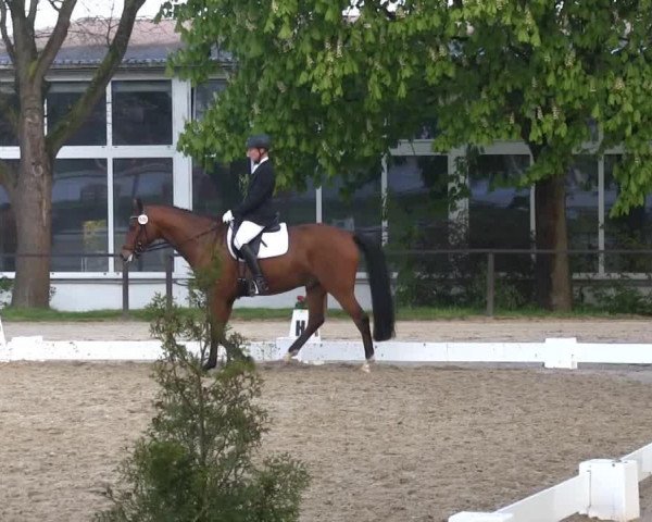 dressage horse Dutch Boy 4 (Oldenburg, 2009, from Dutch Dormello)