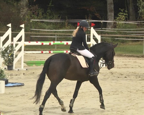 Reitturnier Herxheim 2020