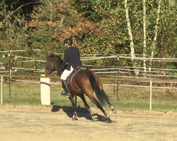 Reitturnier Herxheim 2020